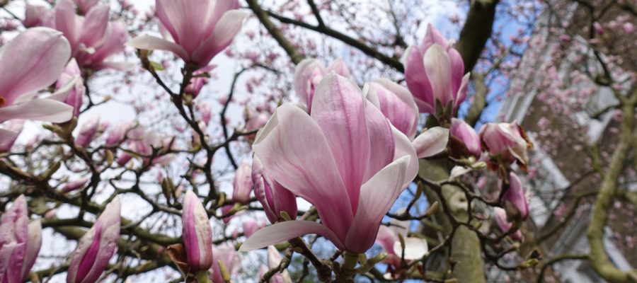 London Spring