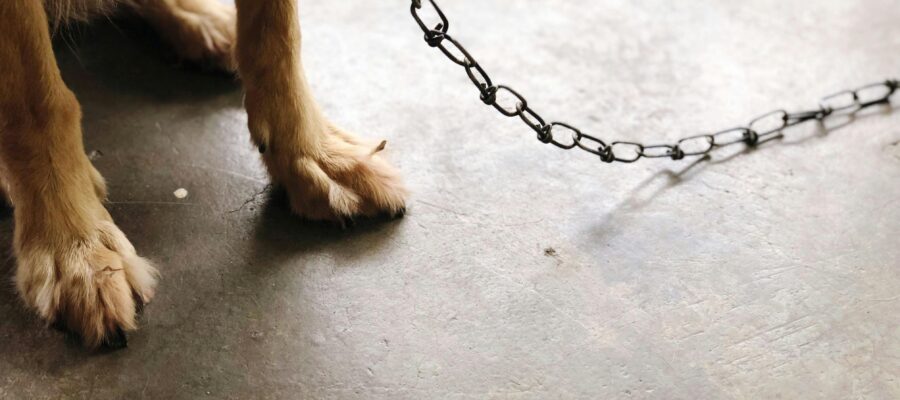 Dog on a chain